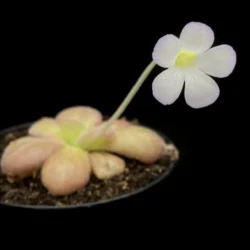 pinguicula agnata