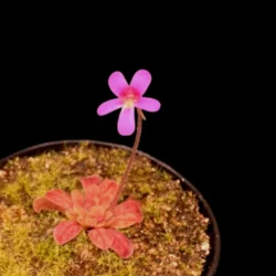 pinguicula laxifolia esseriana