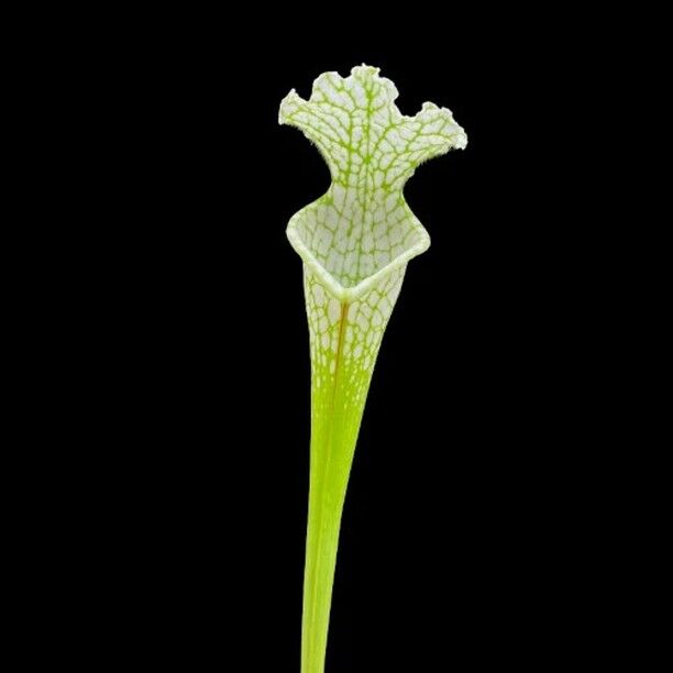 Sarracenia leucophylla var. alba bildet keine rote Nervatur an den Schläuchen und leuchtet dadurch förmlich. Allein die Blüte im Frühjahr erscheint im leucophyllatypischen Rot. Ab sofort wenige Exemplare im Shop verfügbar!

#sarracenia #bog #moor #moorbeet #schlauchpflanze #karnivoren #karnivore #leucophylla #alba #white #carnivoren #carnivorous #fleischfressendepflanze #winterhart #sommer #moorkübel