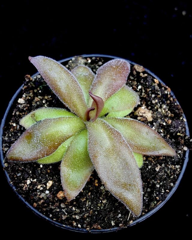 Pinguicula x Red Starfish ist eine hübsche Kulturhybride aus P. moranensis und P. heterophylla.
Die Pflanzen färben sich unter guten Lichtverhältnissen kräftig aus und erinnern im Wuchs  an einen Seestern (engl. Starfish)
In der Ruhephase zieht sich dieses Fettkraut komplett in eine unterirdische Zwiebel zurück.

#starfish #pinguicula #fettkraut #pings #carnivorous #karnivoren #terrarium #tropical #tropisch #sukkulent #bug #plantscape #butterworts #butterworth @gfp_karnivoren