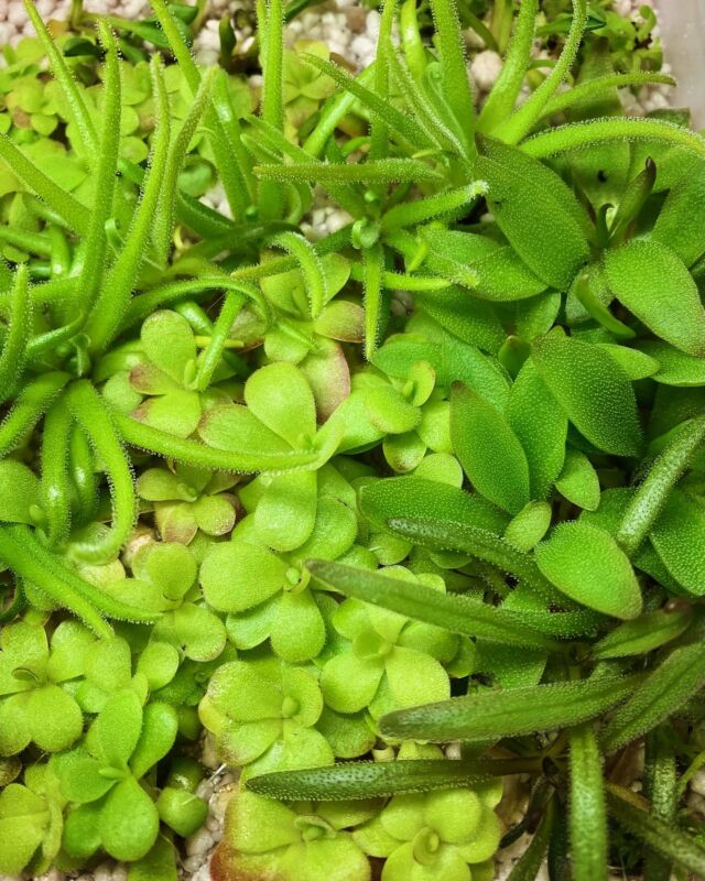 Ein kleiner Schnappst in unsere Pinguicula Nachzucht. Ihre typische Ausfärbung erreichen die Pflanzen nachdem sie in ihr endgültiges Kultursubstrat getopft wurden.
Zu sehen sind #Pinguicula calderoniae, gypsicola. ‚Red Starfisch, cyclosecta, Hybride #1 , laueana, agnata „red leaf und mehr 🍀

#fettkraut #butterwort #ping #carnivoren #bugeater #terrarium #tropisch #tropical #pingi #karnivoren #indoor #indoorplants #mexican #mexicanpinguicula